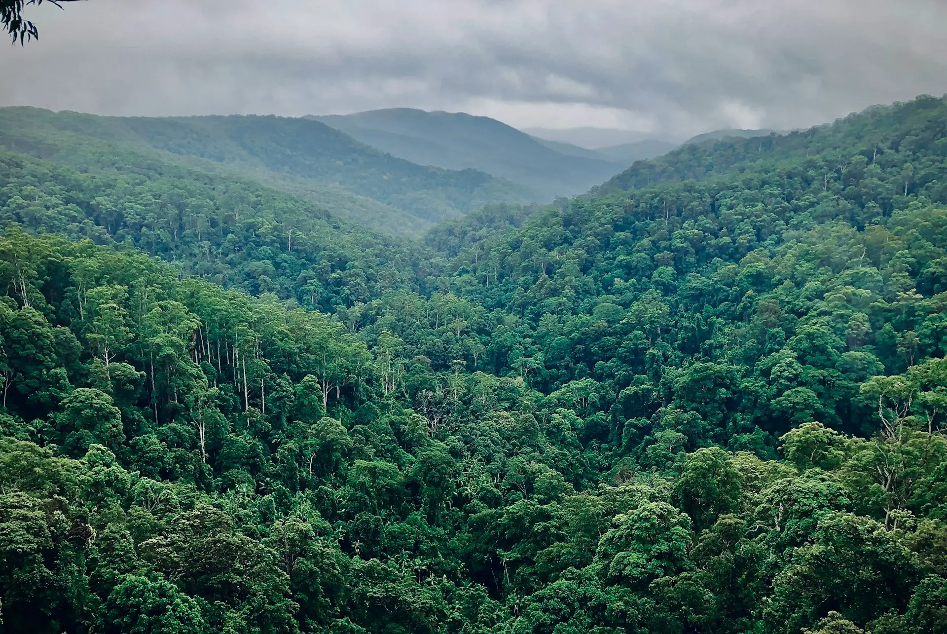 green trees on mountain during daytime