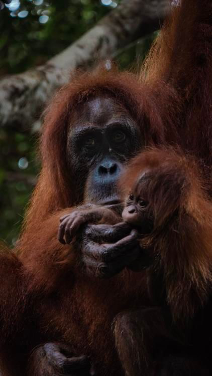 Orang Utan 