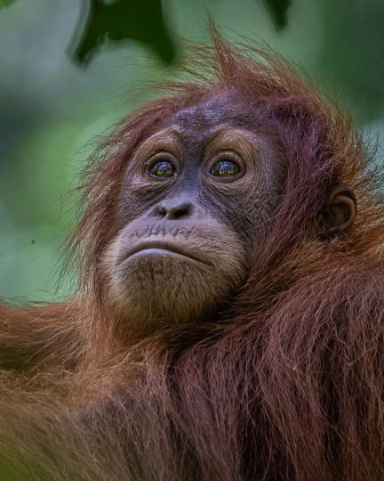 Orang Utan 