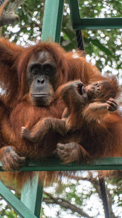 Orang Utan 