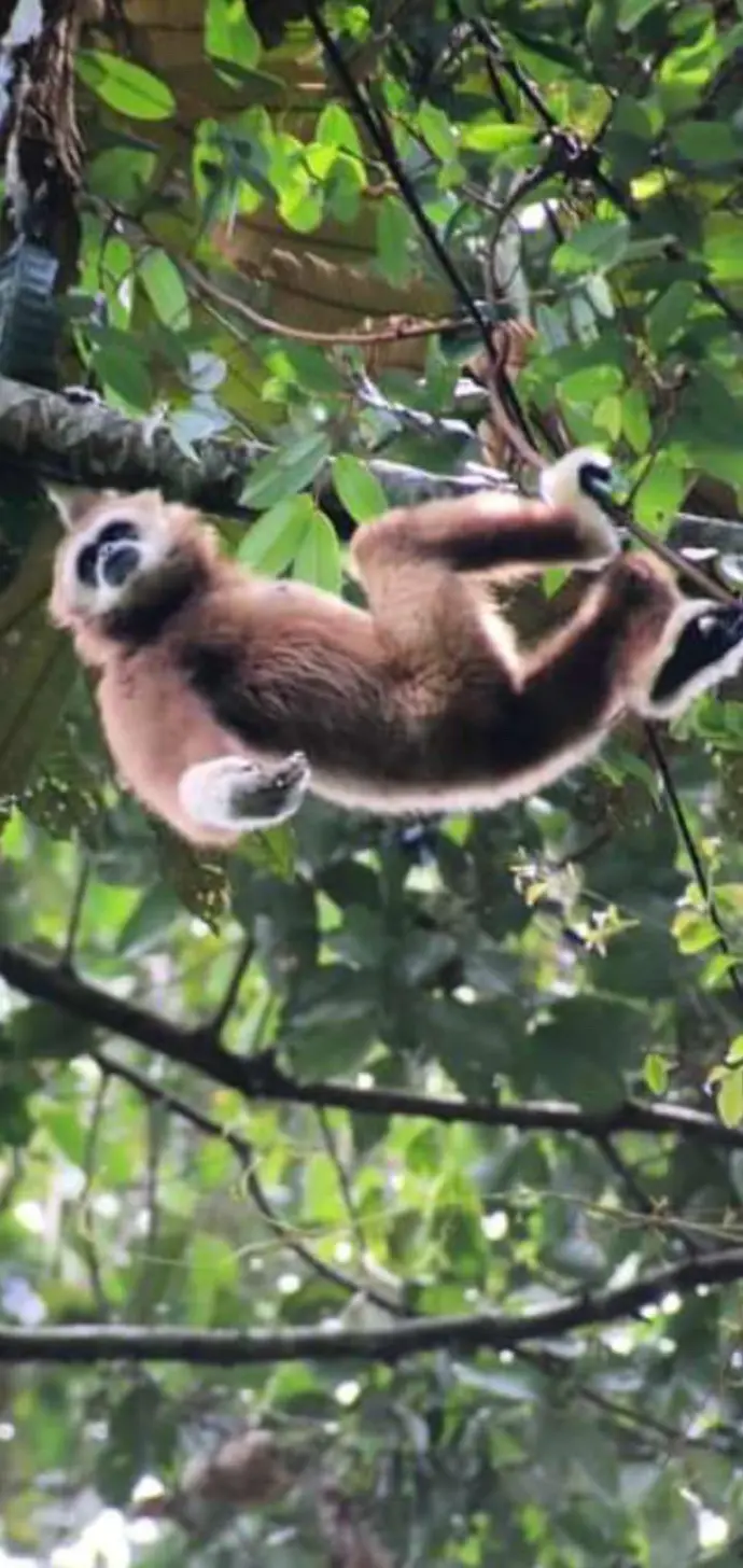 Gibbon 